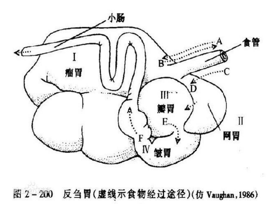 三年级语文上册 第三单元 10在牛肚子里旅行课件2 新人教版.ppt_第4页