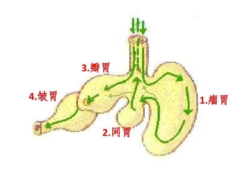 三年级语文上册 第三单元 10在牛肚子里旅行课件2 新人教版.ppt_第5页