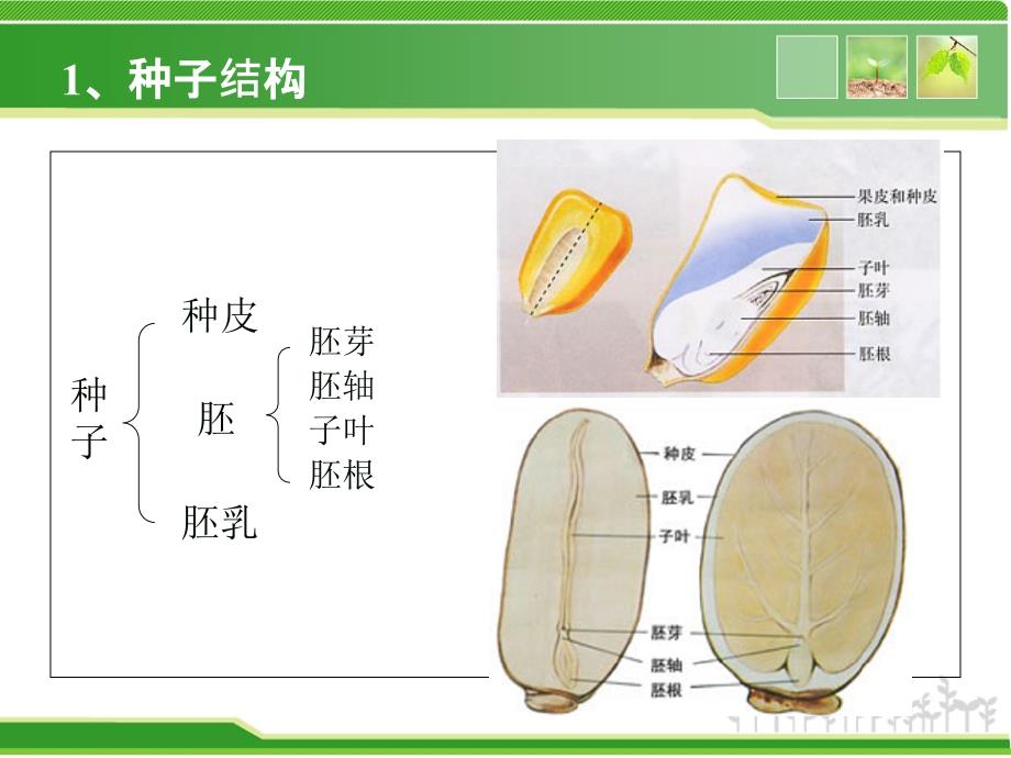 种子发育过程相关基因表达调控PPT_第3页