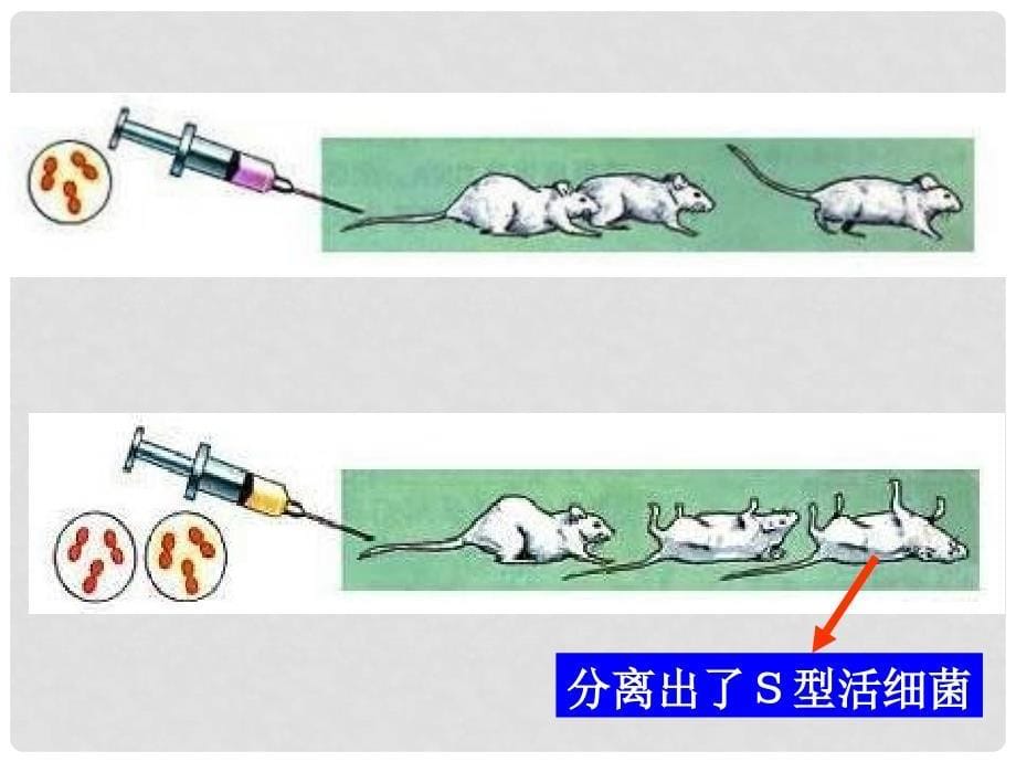 贵州省北师大贵阳附中高二生物必修二《3.1DNA是主要的遗传物质》课件一_第5页