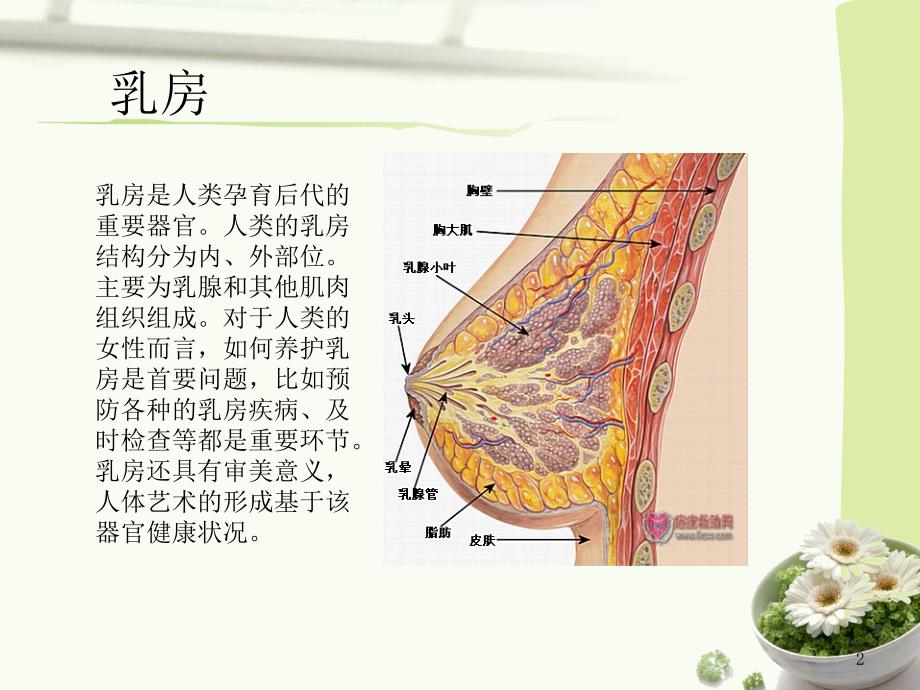 乳腺癌术后功能锻炼PPT参考幻灯片_第2页