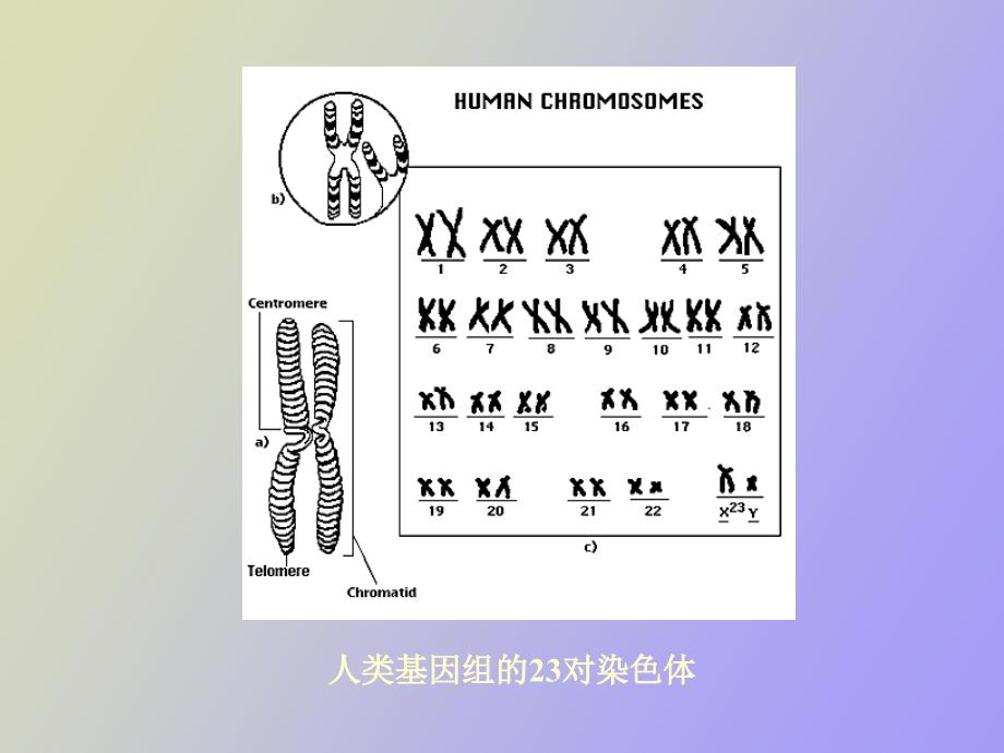 人类后基因组时代_第3页