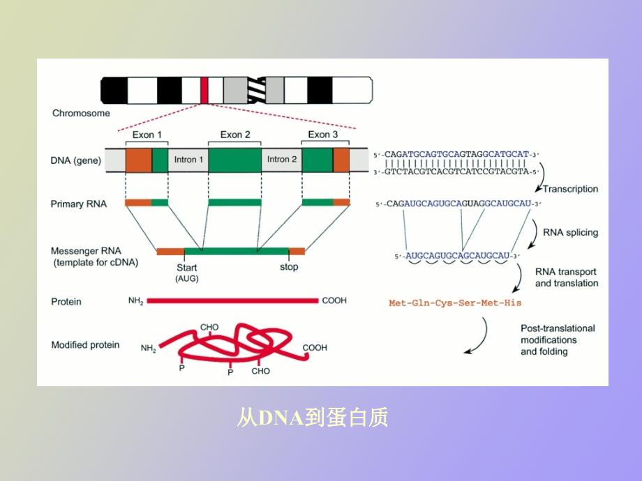 人类后基因组时代_第4页