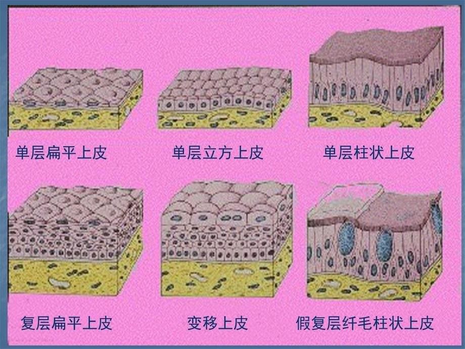 正常人体学第三章基本组织_第5页