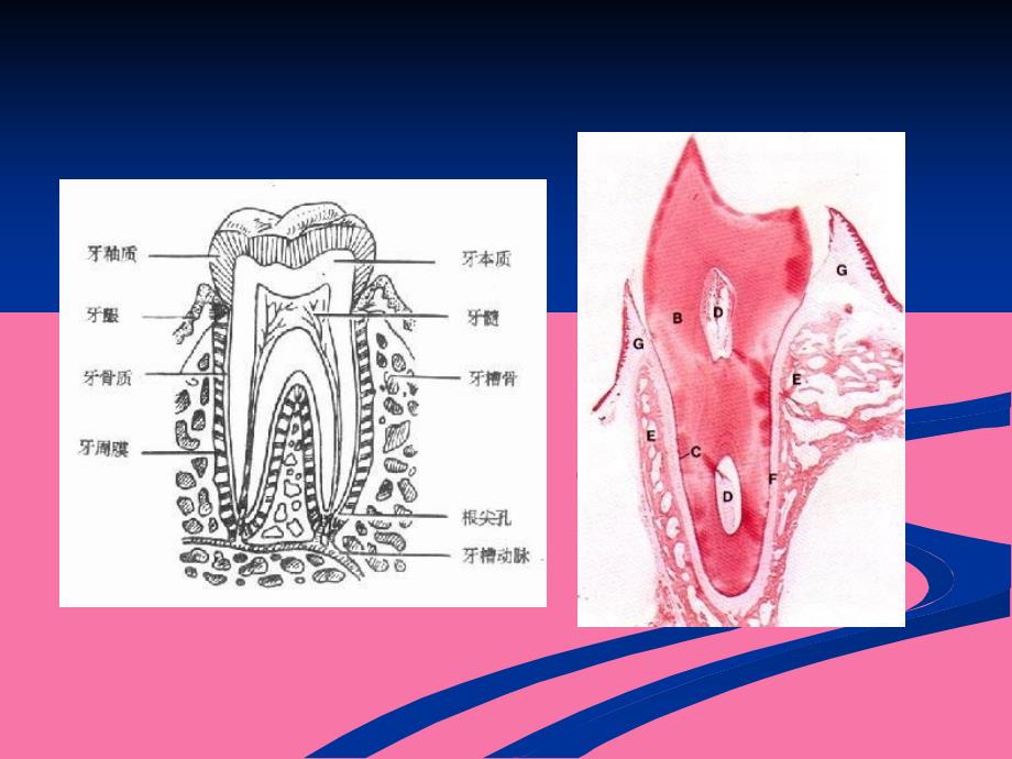 临床医学专业口腔课程之牙体牙髓病ppt课件_第3页