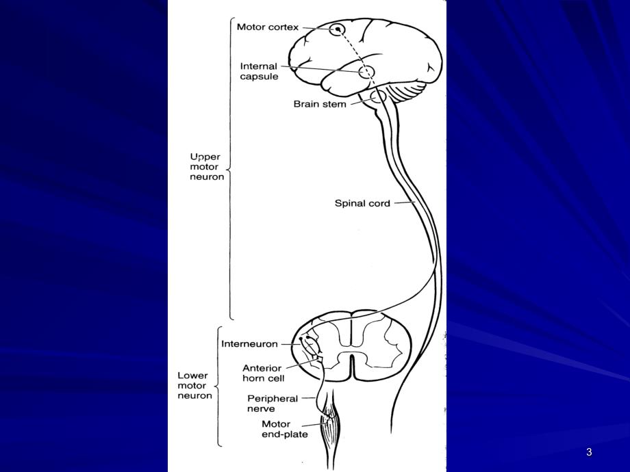 运动神经元疾病PPT演示课件_第3页