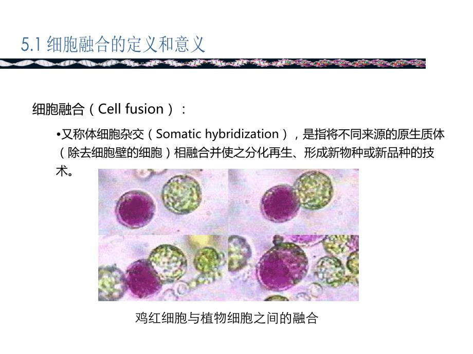 细胞融合.ppt_第2页