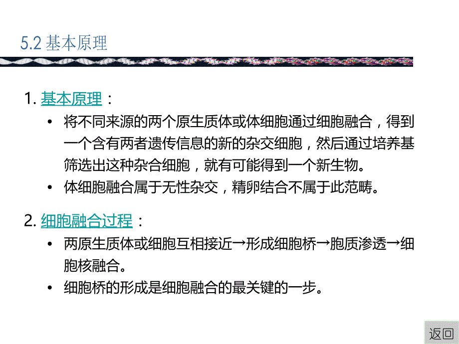 细胞融合.ppt_第4页