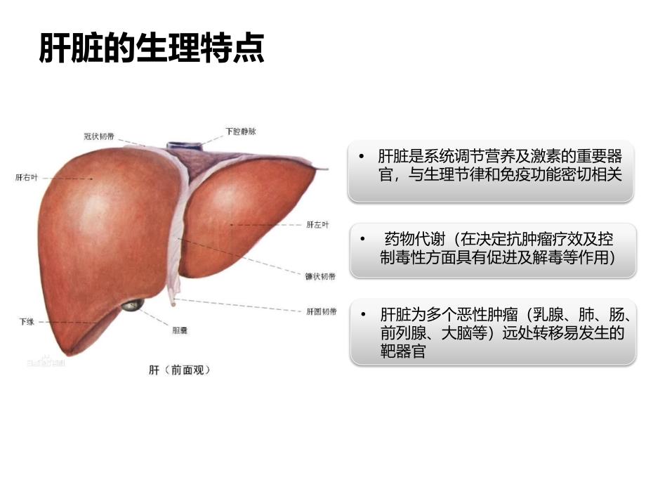 乳腺癌肝脏转移内科治疗专家片_第2页