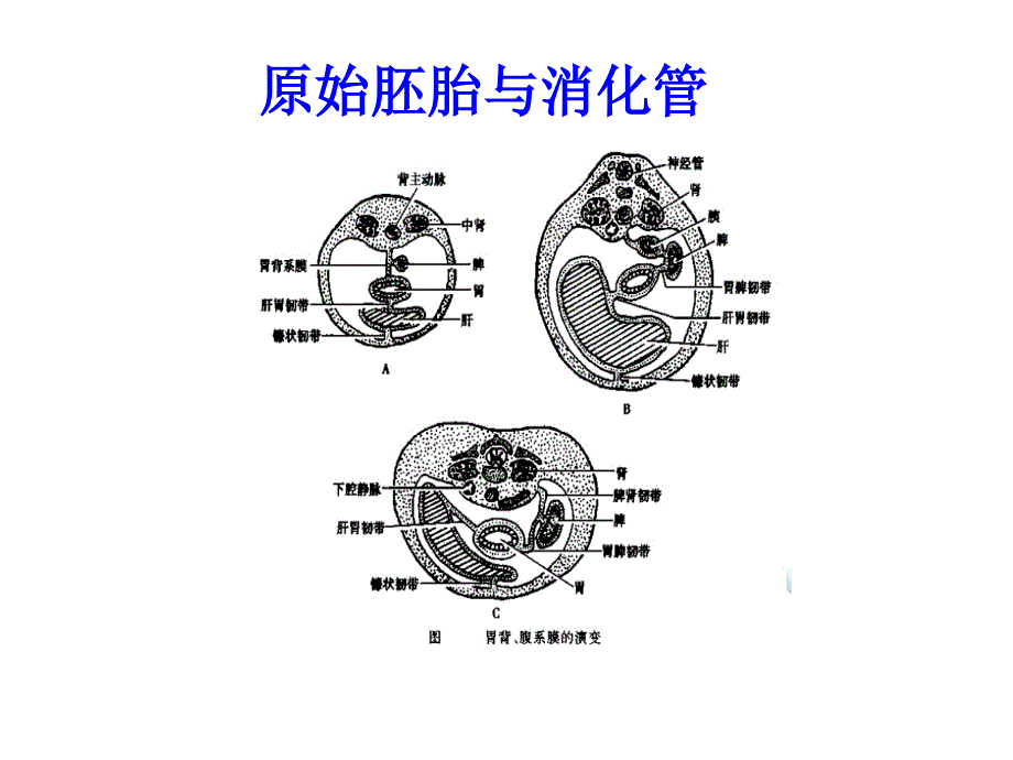 胃周系膜理论及胃癌根治术_第4页