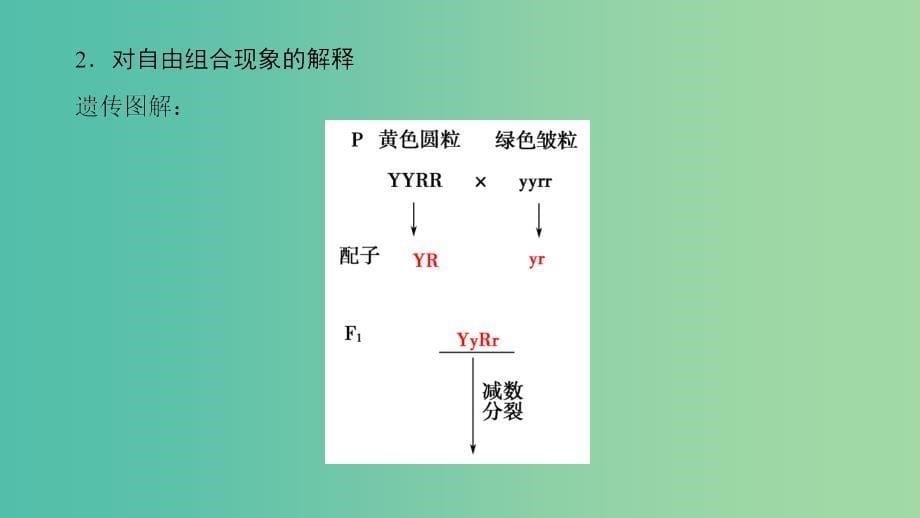 高中生物第2单元遗传的基本定律第2章基因的自由组合规律第1节自由组合规律试验课件中图版.ppt_第5页