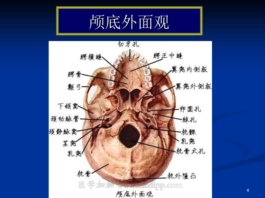 常见疾病病因与治疗方法颅颈区畸形参考PPT_第4页