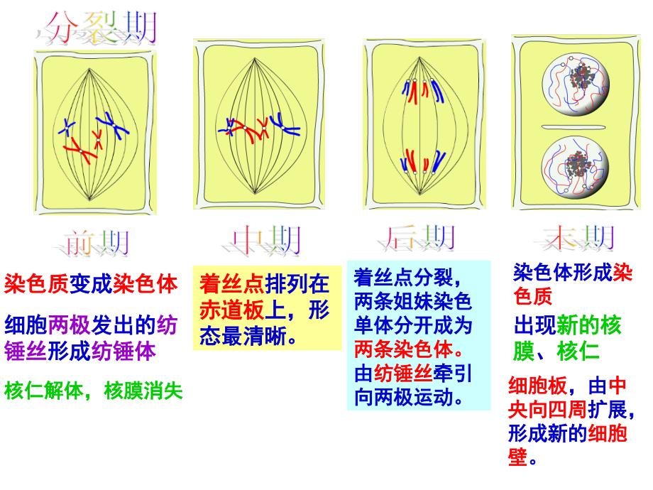 细胞的生命历程_第3页