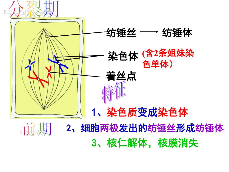 细胞的生命历程_第4页