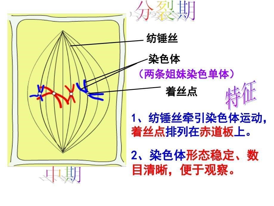 细胞的生命历程_第5页