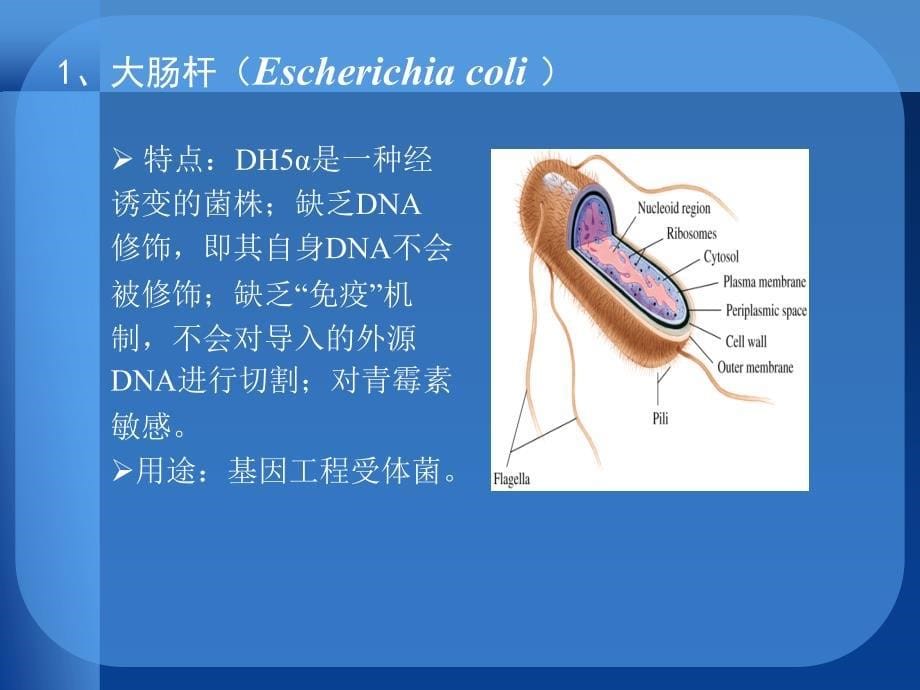 实验2、 培养基制备及大肠杆菌的接种_第5页