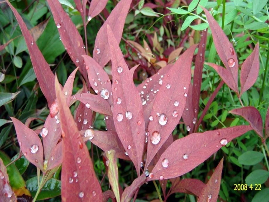 13《雨后》课件_第2页