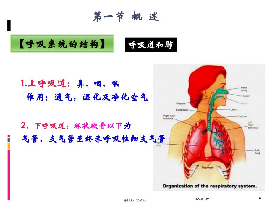 呼吸系统常见症状体征_第4页