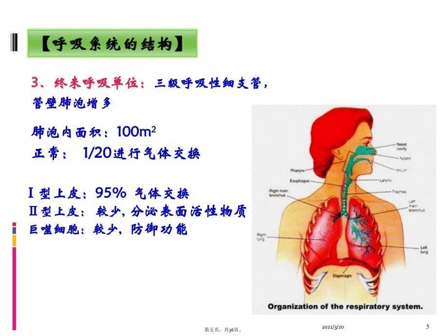 呼吸系统常见症状体征_第5页