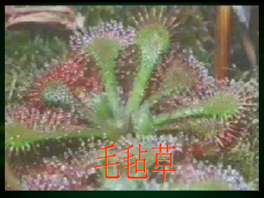 《吃虫草》课件_第4页