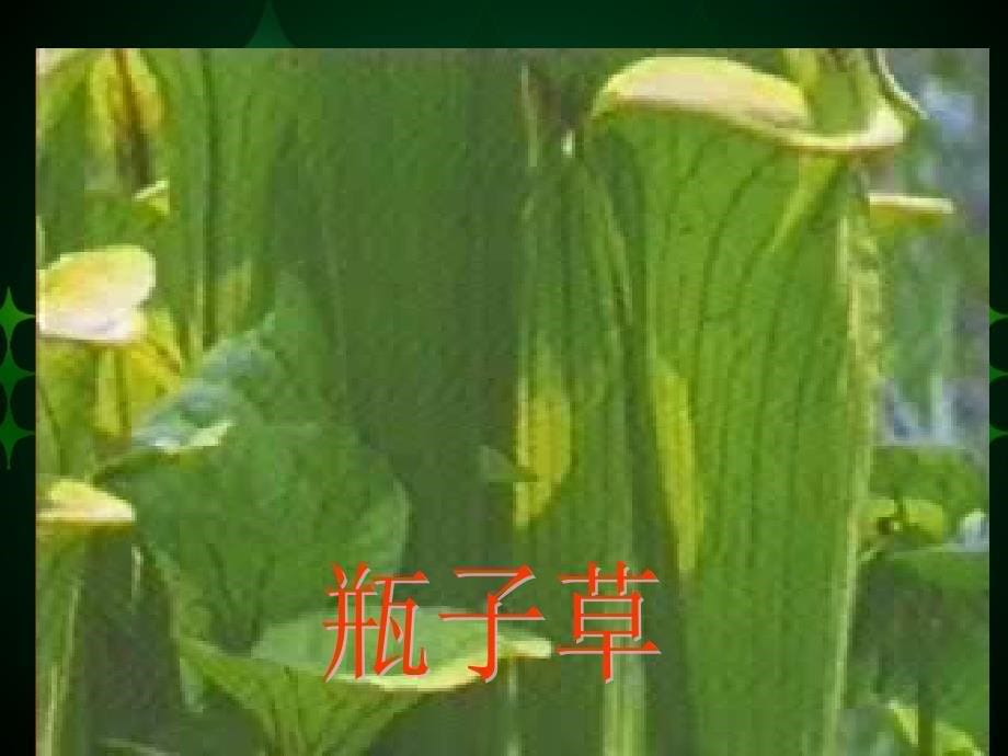 《吃虫草》课件_第5页