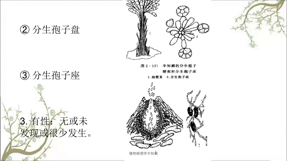 植物病理学半知菌课件_第3页