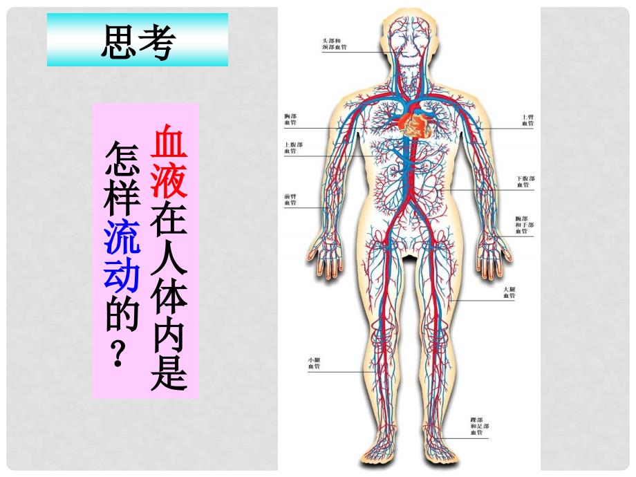 八年级生物上册 15.1 人体内物质的运输 血液循环课件 苏科版_第3页