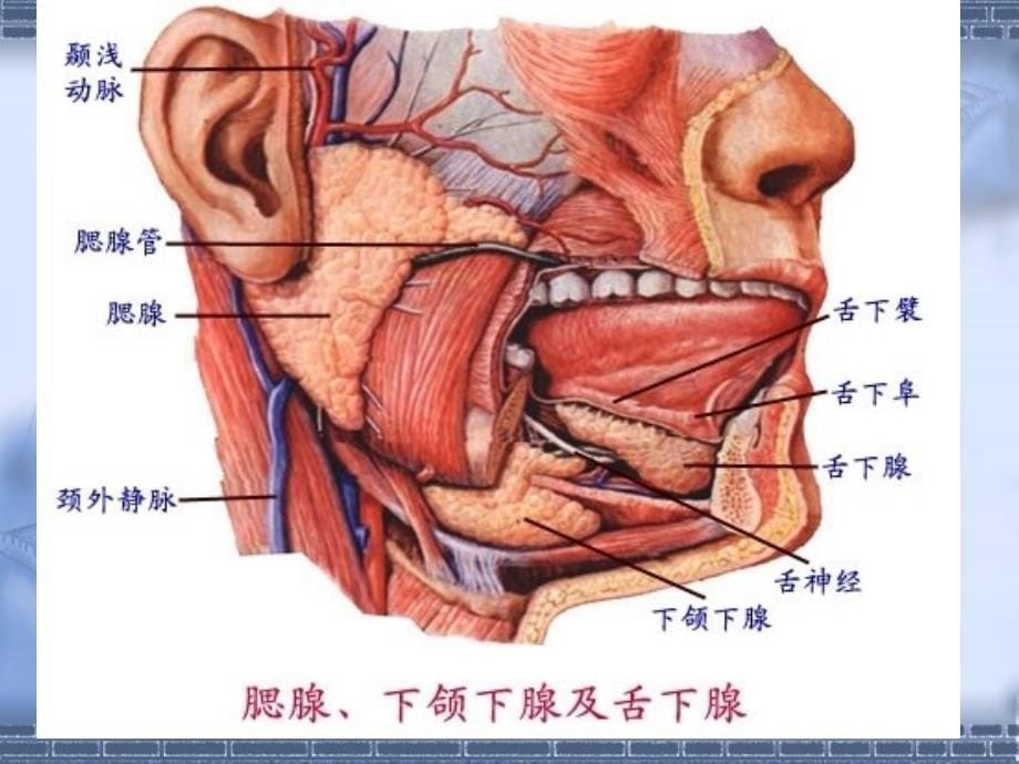 急性化脓性腮腺炎_第5页