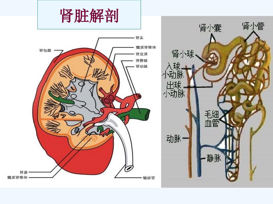 肾脏病课件医学课件_第3页