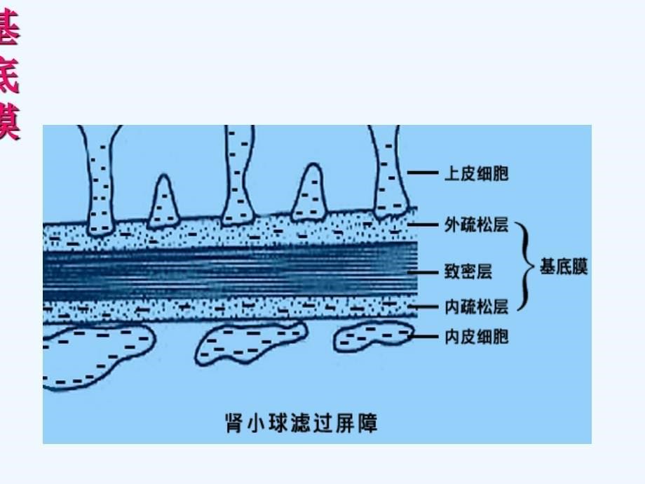 肾脏病课件医学课件_第5页