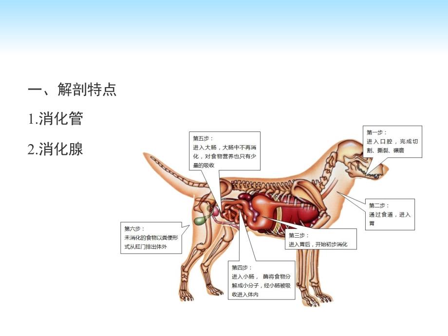 宠物犬消化系统解剖生理特点汇总ppt课件_第2页