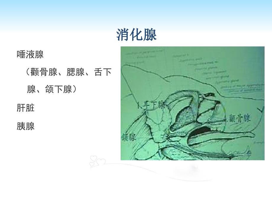 宠物犬消化系统解剖生理特点汇总ppt课件_第4页