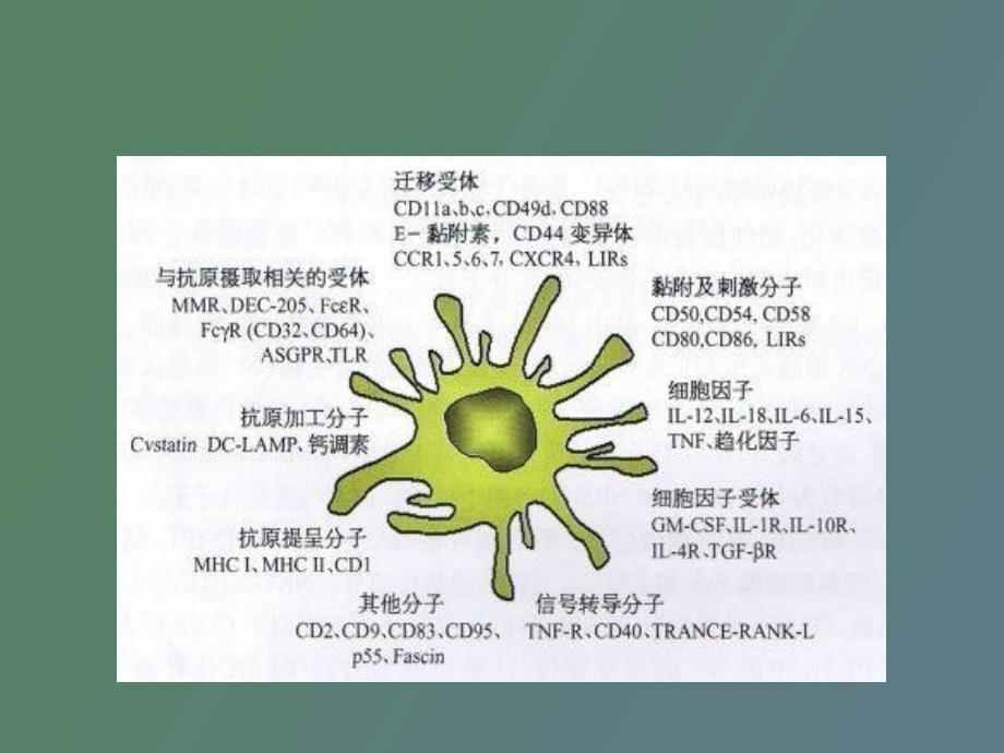 树突状细胞及其前体细胞分选_第4页