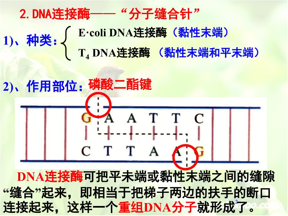 高中生物选修三专题复习ppt课件_第2页