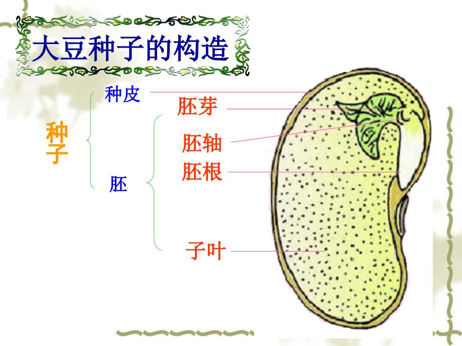 苏教版《植物种子的萌发》_第4页