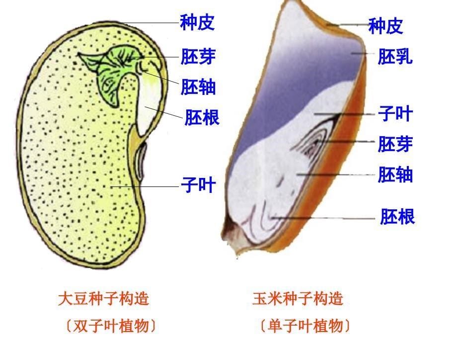 苏教版《植物种子的萌发》_第5页