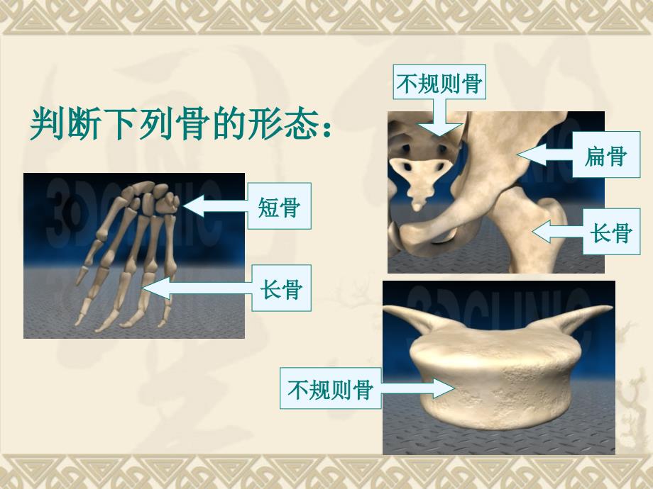 骨的形态和结构_第3页