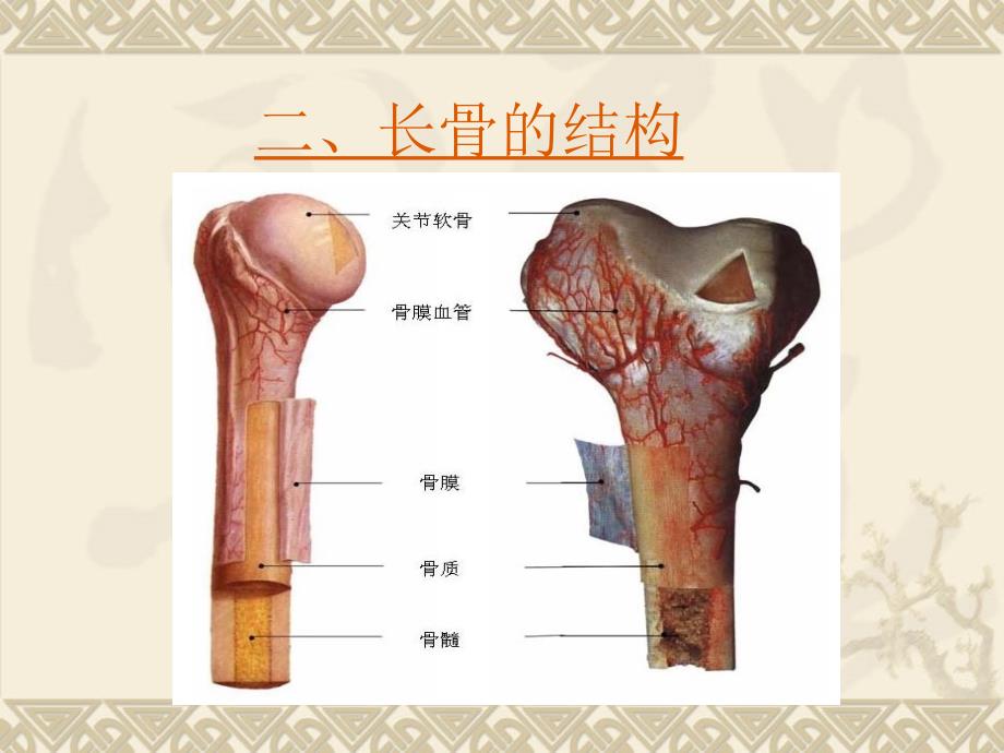 骨的形态和结构_第4页