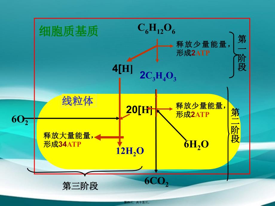 202X年呼吸作用过程(精)_第3页