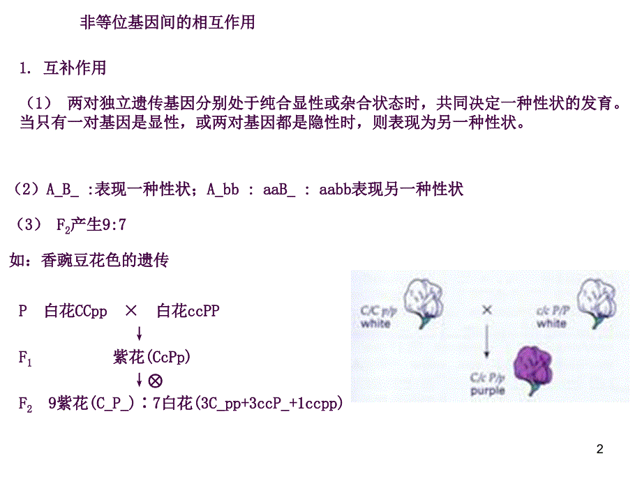 非等位基因间的相互作用ppt课件_第2页