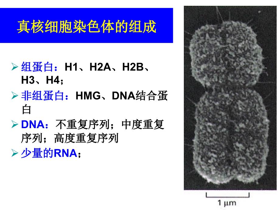 动物染色体工程-HXY.ppt_第3页