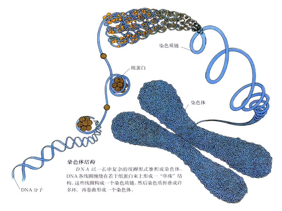 动物染色体工程-HXY.ppt_第4页