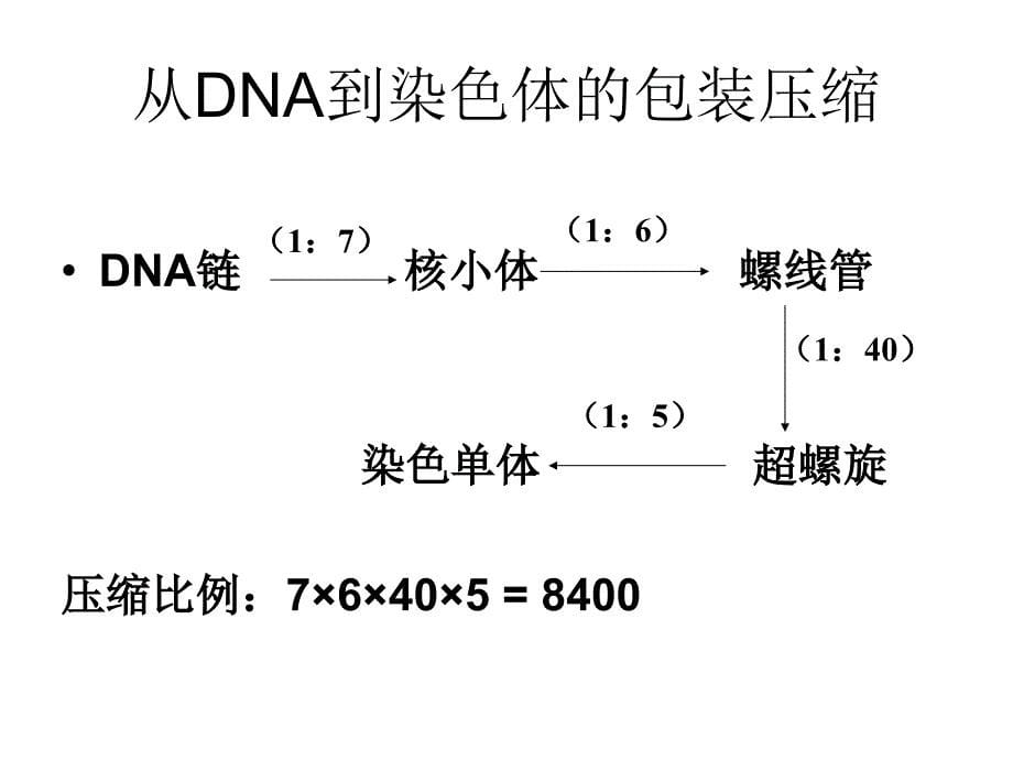 动物染色体工程-HXY.ppt_第5页