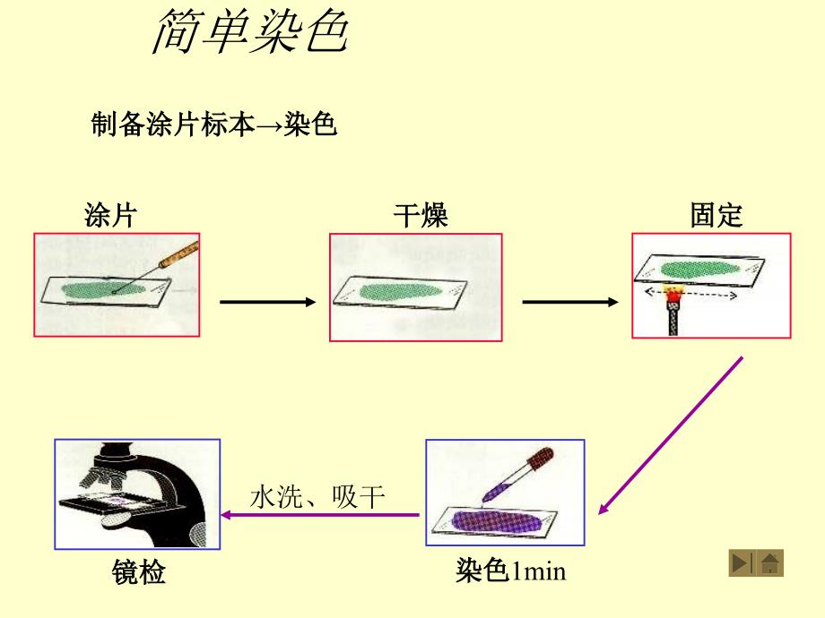 微生物染色法_第3页