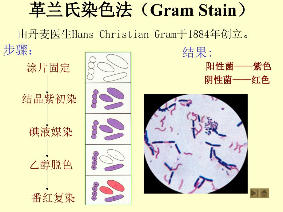 微生物染色法_第4页