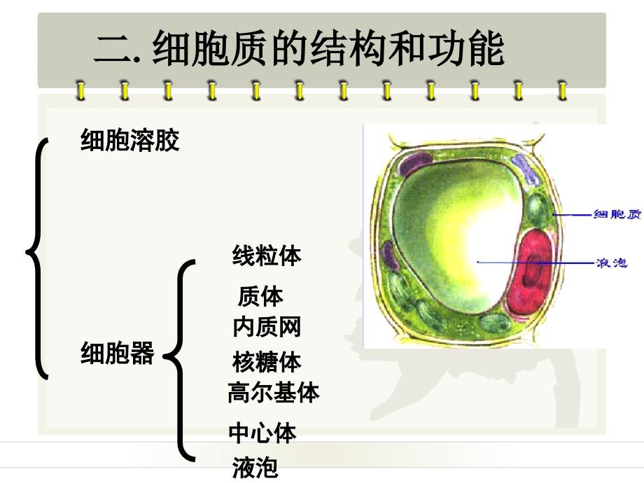 细胞质浙教版课件_第3页