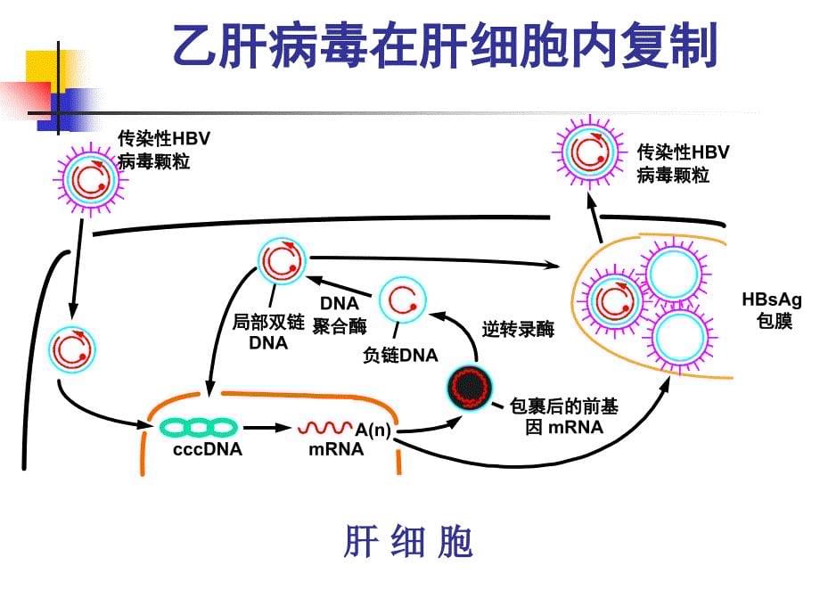 乙型肝炎的治疗_第5页