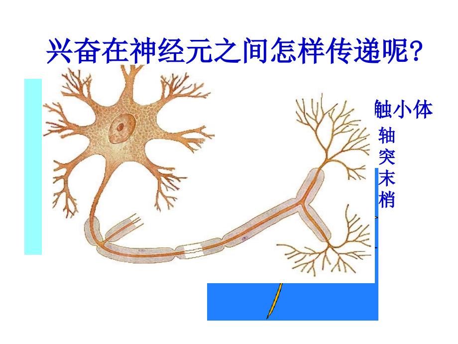 兴奋在细胞间的传递(图文并茂)_第1页