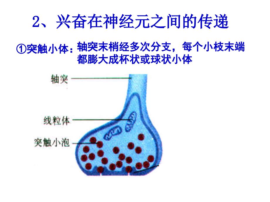 兴奋在细胞间的传递(图文并茂)_第2页