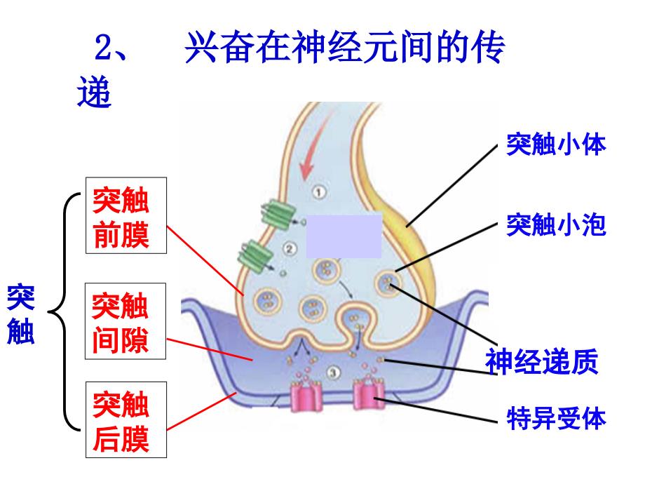 兴奋在细胞间的传递(图文并茂)_第4页